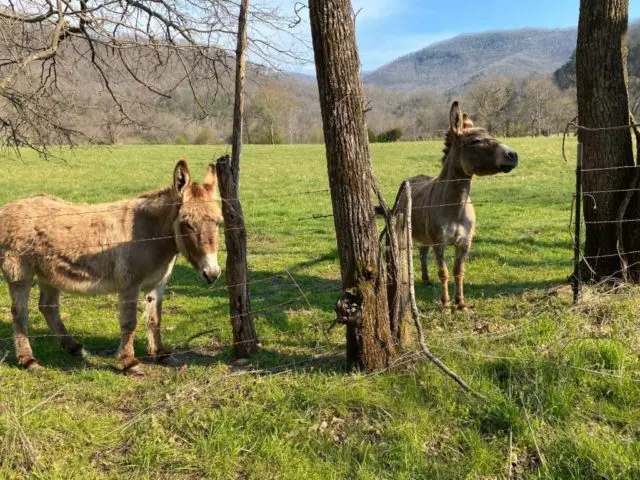 creative ways to save money on travel - north carolina trip with donkeys